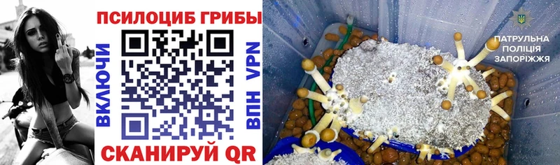 KRAKEN как зайти Будённовск Галлюциногенные грибы Psilocybe